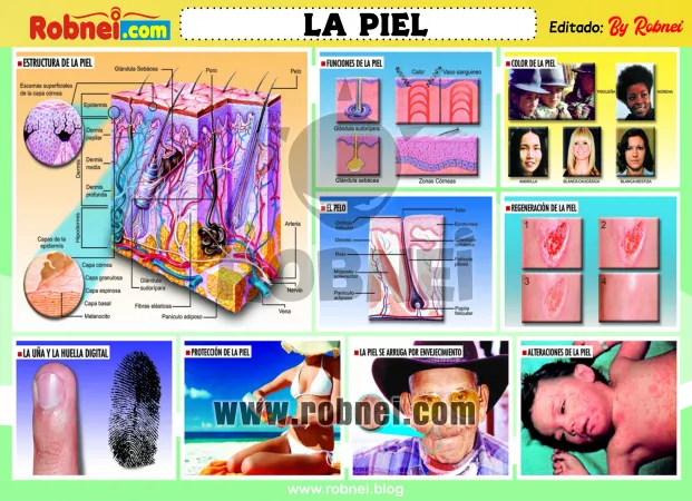 La Piel